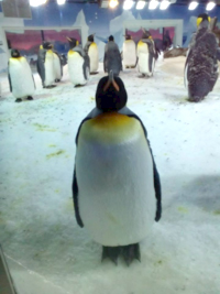 水族館のペンギン