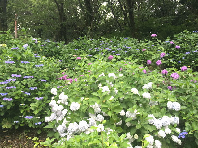 想像以上のさまざまな種類の紫陽花に、びっくり！