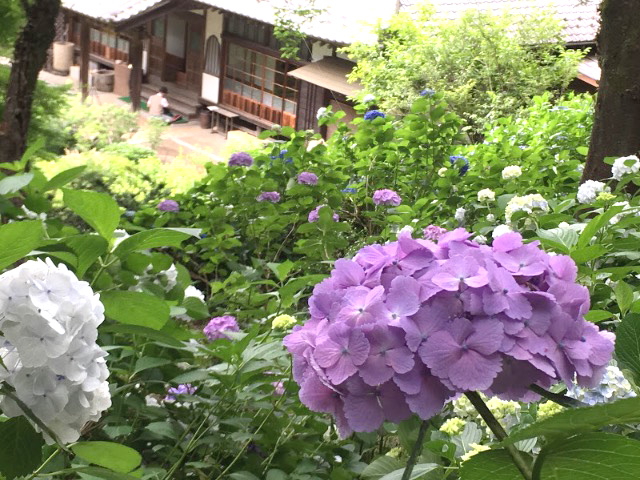 想像以上のさまざまな種類の紫陽花に、びっくり！