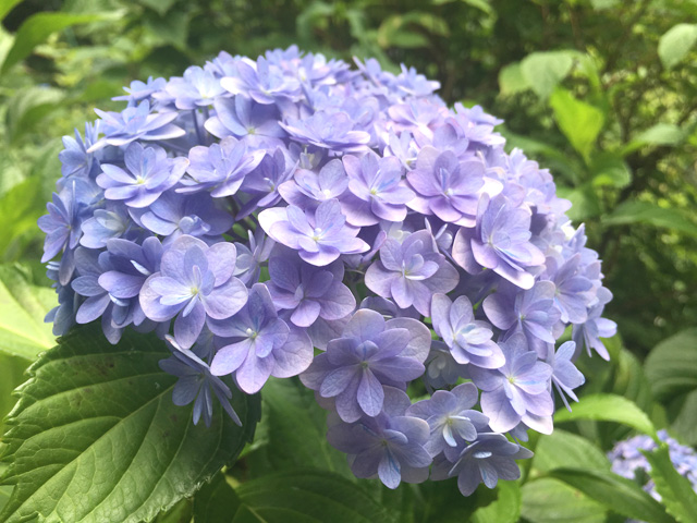 想像以上のさまざまな種類の紫陽花に、びっくり！