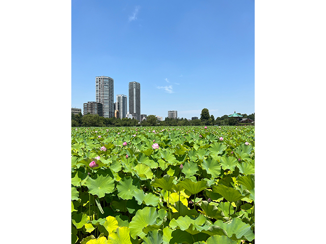 上野不忍池　見事な蓮の花です