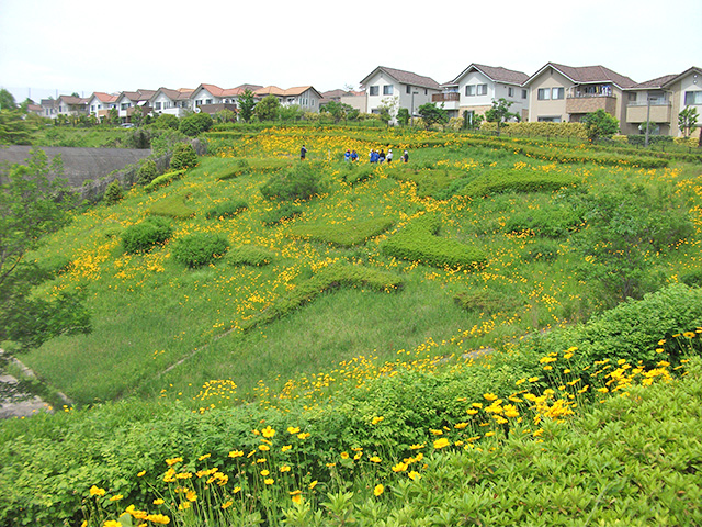 大繁殖したオオキンケイギクのお花畑