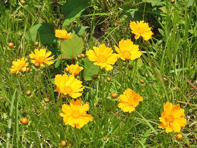 オオキンケイギクの花