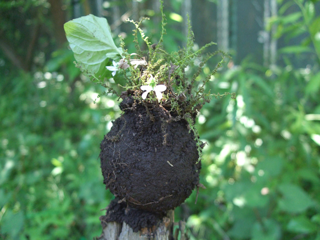 農園活動中に学生が作った苔玉